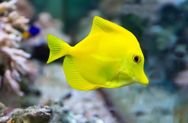 2025 06 26 11 25 19 Yellow Tang Scaled