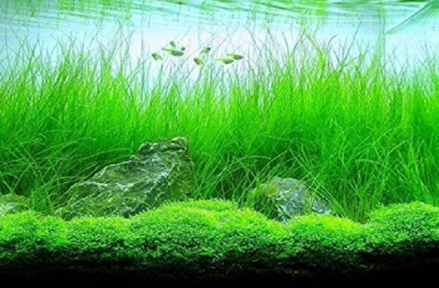 2018 06 22 09 30 09 2018 06 20 07 20 41 Potted Tall Hairgrass Easy Aquatic Live Plant B019JY49GI