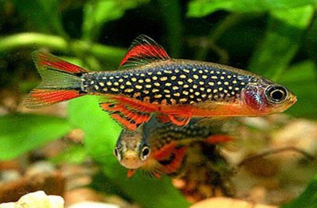 2018 08 19 01 01 39 Galaxy Rasbora