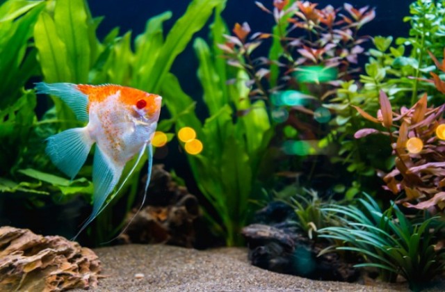 2019 06 07 03 23 14 Fish Picture Id954913412
