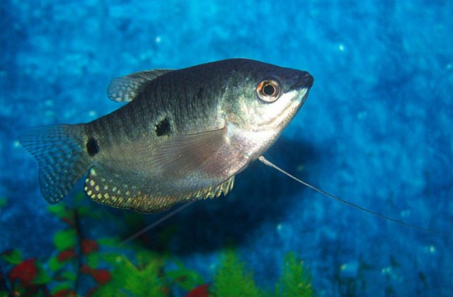 2018 08 19 12 51 54 Gourami