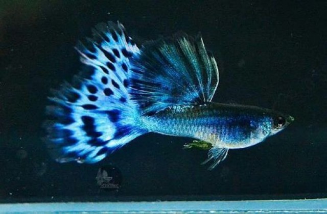 2018 07 04 02 47 28 Guppy Fish 500x500