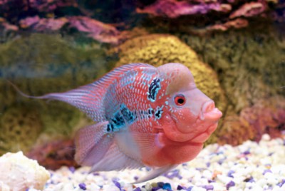 2018 06 20 08 08 31 Flowerhorn Cichlid Fish