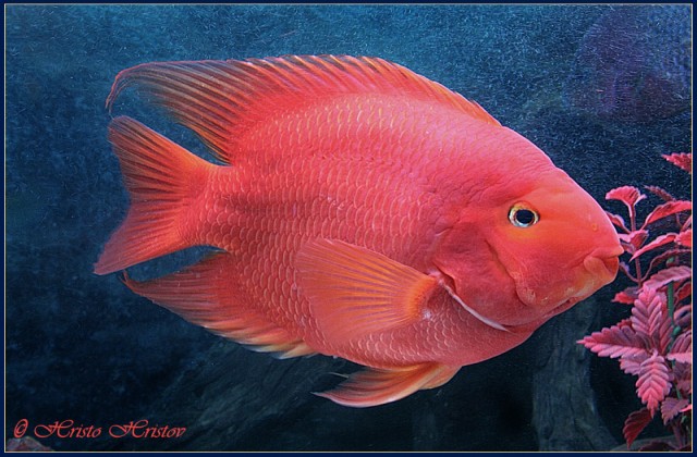 2018 08 08 03 14 47 Red Parrot Fish
