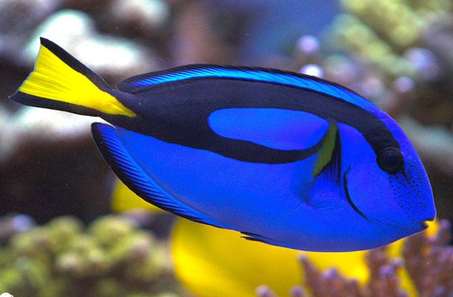 2018 08 08 03 19 08 636023953354787882 455578588 Blue Tang5