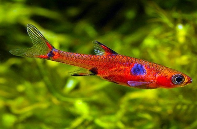 2018 08 19 01 03 31 Pygmy Rasbora