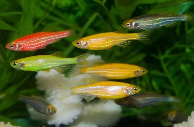 2018 08 19 12 56 33 Glofish Lg2