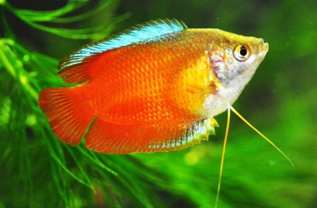 2018 08 19 12 52 18 Red Dwarf Gourami