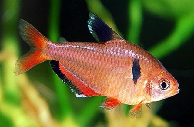 2018 08 19 12 53 30 Serpae Tetra