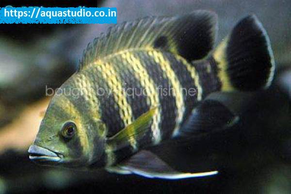2018 07 06 06 01 56 Zebra Cichlid Zebra Cichlid Profile