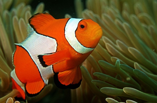 2018 07 04 03 48 30 Clown Fish In The Andaman Coral Reef