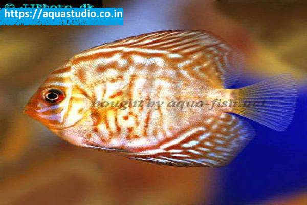 2018 07 06 06 01 59 Zebra Discus Discus Zebra Profile