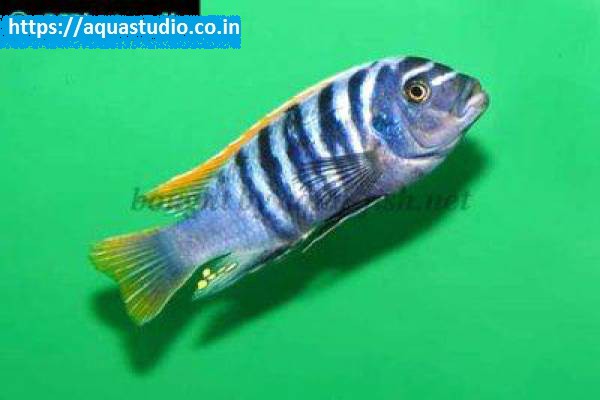 2018 07 06 06 02 02 Zebra Mbuna Zebra Mbuna Profile