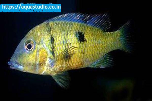 2018 07 06 06 01 50 Yellowhump Eartheater Yellowhump Eartheater Profile
