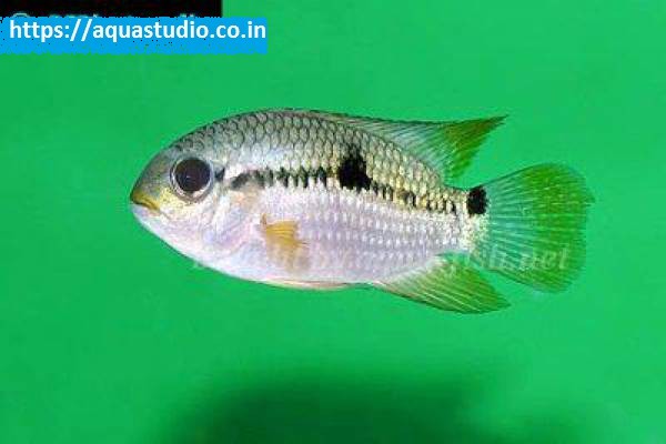 2018 07 06 05 51 27 Acara Cichlid Acara Cichlid Profile