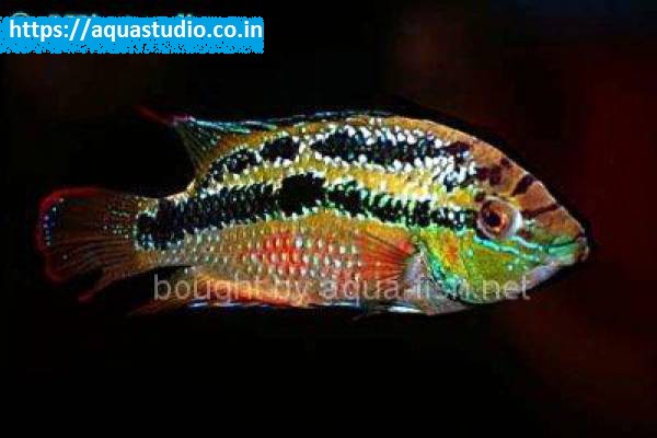 2018 07 06 06 01 40 Yellow Belly Cichlid Yellow Belly Cichlid Profile