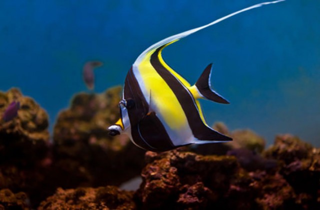 2018 08 08 03 06 34 Moorish Idol Ts