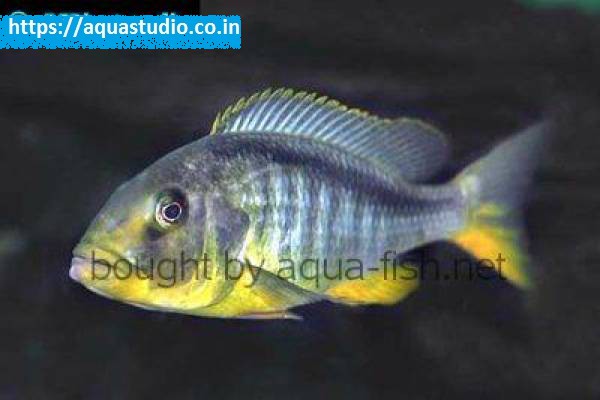 2018 07 06 06 01 47 Yellow Lepturus Cichlid Yellow Lepturus Cichlid Profile