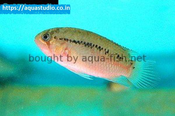 2018 07 06 06 01 53 Zebra Acara Zebra Acara Profile