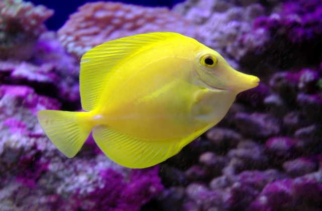 Buy Yellow Tang Fish at AquaStudio