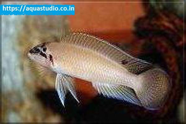 buy Brichards chalinochromis Ahmedabad Gujarat India