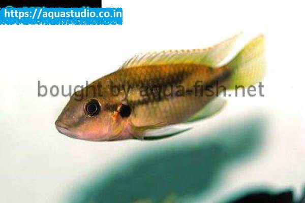 Buy Benitochromis conjunctus at AquaStudio
