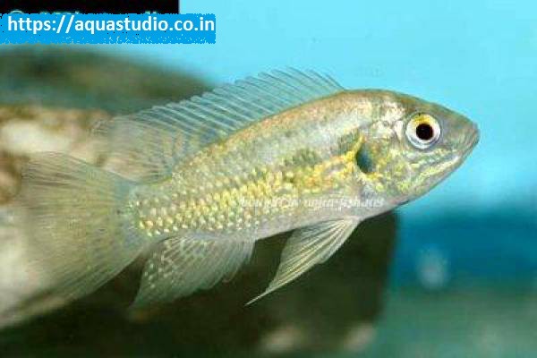 buy Pelmatochromis nigrofasciatus Ahmedabad Gujarat India