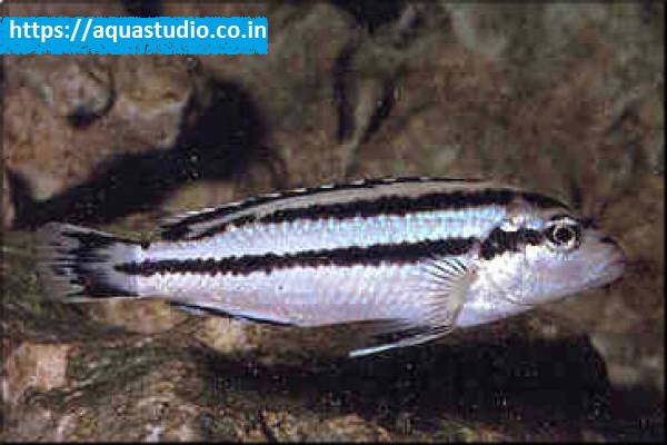 buy Parallel striped mbuna Ahmedabad Gujarat India