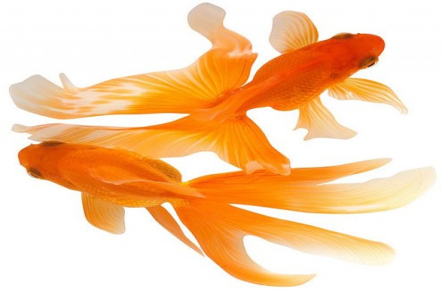Buy fantail gold fish at AquaStudio