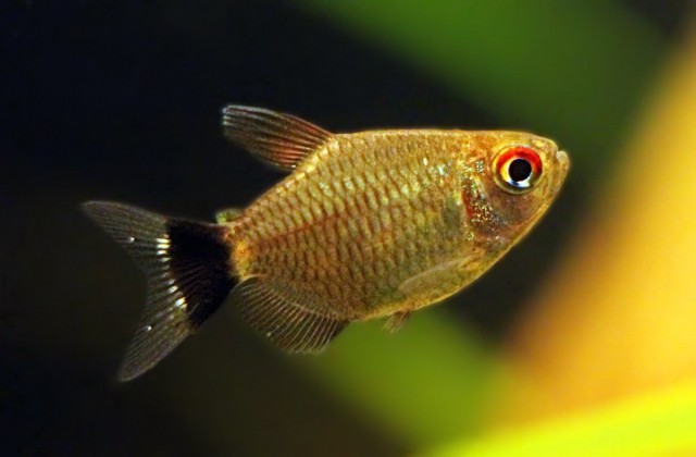 Buy Red eye tetra fish at AquaStudio
